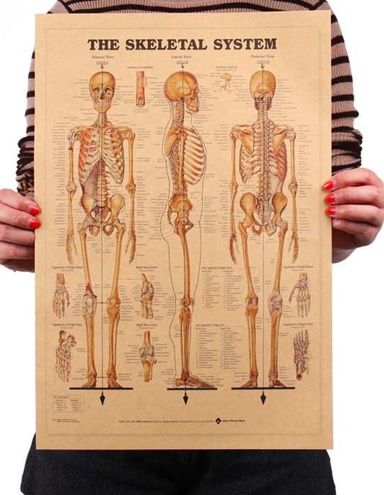 Affiche d' Anatomie - squelette - corps humain - Éducatif