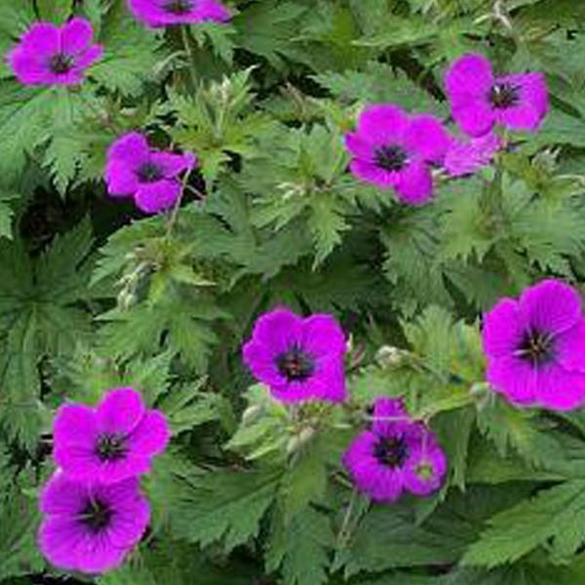 6 x Geranium Psilostemon - Ooievaarsbek pot 9x9cm - Kleurrijke Tuinplant