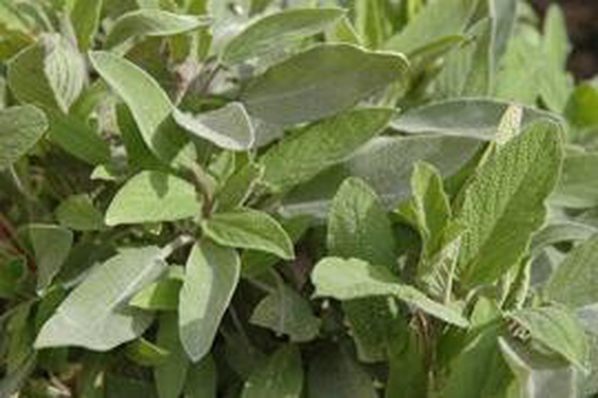 De kruidentuin: Het kweken van salie (Salvia officinalis