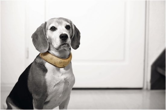 Quick Cooler verstelbare halsband, kleur: beige. Maat M.