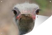Muurdecoratie Struisvogel Portret van voren - 180x120 cm - Tuinposter - Tuindoek - Buitenposter