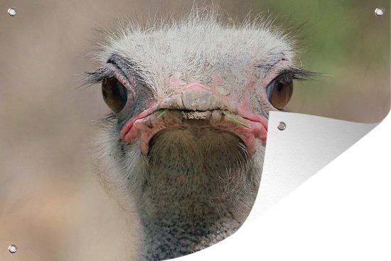 Struisvogel Portret van voren Tuinposter 60x40 cm - Foto op Tuinposter (tuin decoratie)