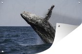 Tuinposter - Tuindoek - Tuinposters buiten - Springende walvis - 120x80 cm - Tuin