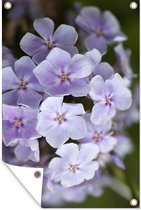 Flamme fleurs Witte avec un arrière - plan flou affiche Jardin 40x60 cm - petite - toile Jardin / toile extérieure / Peintures à l' extérieur (décoration de jardin)