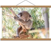 Schoolplaat – Slapende Koala in Boom - 60x40cm Foto op Textielposter (Wanddecoratie op Schoolplaat)