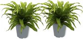 2x Kamerplant Asplenium Antiquum – Vogelnestvaren - ± 20cm hoog – 12cm diameter