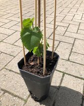 Moerbeiboom Black Persian - fruitstruik - kleinfruit - plant - eigen fruit kweken - ca. 20cm hoog - 1 plant