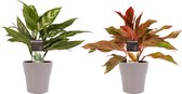 FloriaFor - Combi 1 X Aglaonema Maria 1x Aglaonema Crete Met Anna Taupe - - ↨ 25cm - ⌀ 12cm