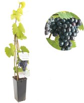 Vitis vinifera Regent