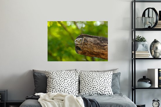 Sticker Muursticker Bébé Animaux - Brahminy petit hibou dans tronc d'arbre creux - 90x60 cm - film adhésif autocollant - sticker mural repositionnable