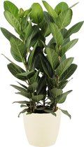 FloriaFor - Ficus Audrey In ELHO Sierpot (soap) - - ↨ 75cm - ⌀ 30cm