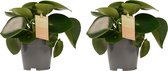 FloriaFor - Duo Peperomia Raindrop Feel Green - - ↨ 35cm - ⌀ 14cm