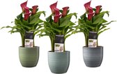 Decorum Zantedeschia - Kamerplant - Wit en Roze - Met Bergamo Keramiek Bloempot - 40cm