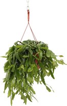 We Love Plants - Rhipsalis Crispata - 40 cm lang - Hangplant