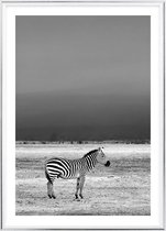 Poster Met Metaal Zilveren Lijst - Wilde Zebra Poster