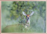 Poster Met Metaal Rose Lijst - Duiker Poster