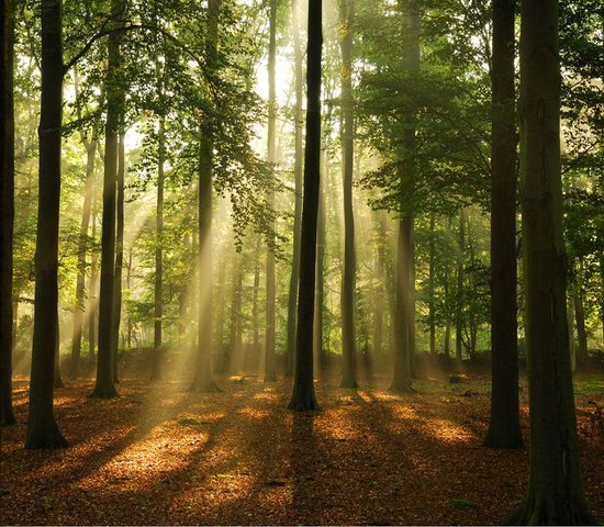 Papier Papier peint non tissé Forest Sunbeams – Papier peint photo Arbres – 368 x 254 cm - vert