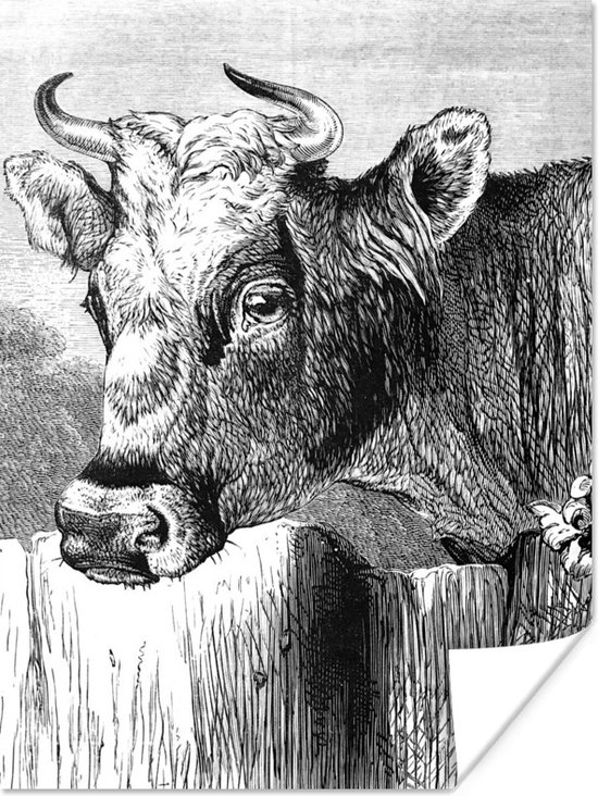 Une illustration noir et blanc du portrait d une vache poster