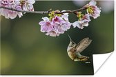 Kolibrie zwevend onder kersenbloesems Poster 60x40 cm - Foto print op Poster (wanddecoratie woonkamer / slaapkamer) / Vogels Poster