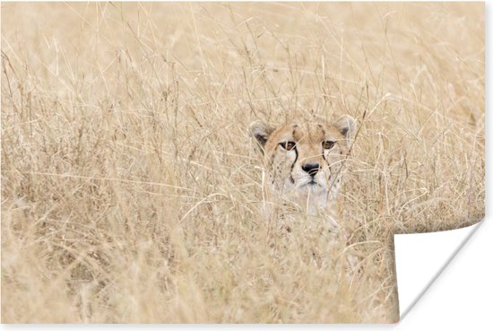 Poster Verstopte cheetah in hoog gras - 30x20 cm