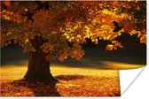 Affiche - Un érable en automne - 180x120 cm XXL /
