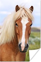 Poster Portrait d'un cheval islandais 80x120 cm - Tirage photo sur Poster (décoration murale salon / chambre) / Poster Animaux sauvages