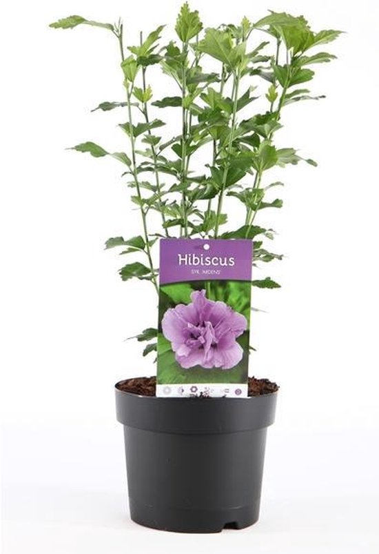 Hibiscus Syriacus 'Ardens' - roze dubbelbloemig - in pot Ø25cm - H40cm