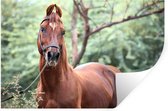 Muurstickers - Sticker Folie - Paard - Bos - Halster - 60x40 cm - Plakfolie - Muurstickers Kinderkamer - Zelfklevend Behang - Zelfklevend behangpapier - Stickerfolie