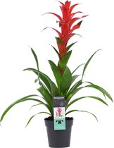 Mama's Planten - Guzmania Allura - Bromelia - Oranje/Rood - Bloeiende Kamerplant - Geeft Sfeer En Zuurstof - ↨ 60cm - ⌀ 13cm