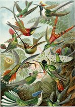 Trochilidae (of Kolibries), Ernst Haeckel - Foto op Forex - 90 x 120 cm