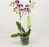 Orchidee van Botanicly – Vlinder orchidee – Hoogte: 40 cm, 1 tak – Phalaenopsis multiflora Polka Dots
