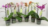 Orchideeën van Botanicly – 6 × Vlinder orchidee – Hoogte: 45 cm, 1 tak – Phalaenopsis multiflora