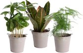 Kamerplanten van Botanicly – 3 × Koffieplant – Hoogte: 20 cm – Coffea arabica, Asparagus setaceus, Codiaeum variegatum