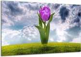 Peinture sur verre tulipe | Violet, gris, vert | 120x70cm 1Hatch | Tirage photo sur verre |  F005880