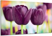 Peinture sur verre tulipe | Violet vert | 120x70cm 1Hatch | Tirage photo sur verre |  F002651