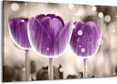 Peinture sur toile Tulipe | Violet, blanc | 140x90cm 1 Liège