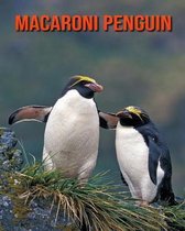 Macaroni Penguin