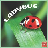 Ladybug 2022 Calendar