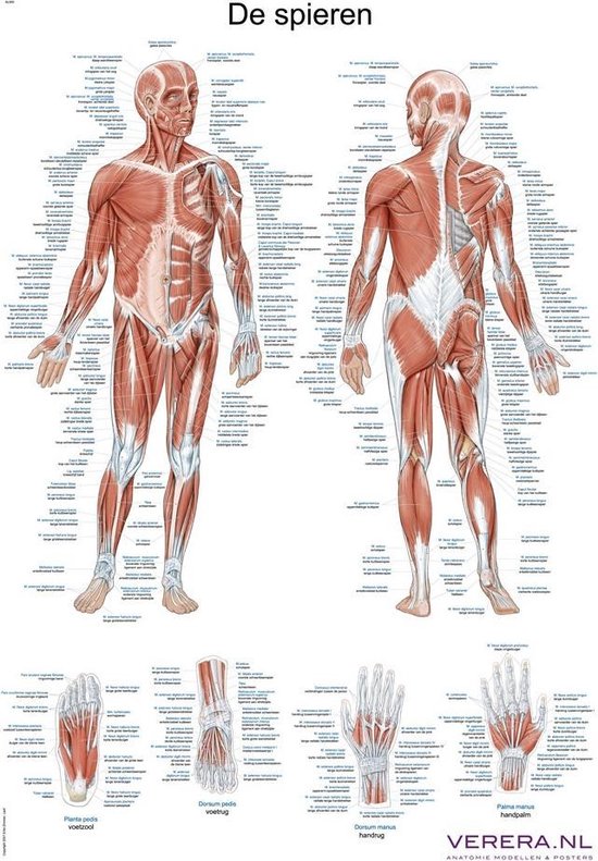 Anatomie poster spieren (Nederlands/Latijn, papier, 50x70 cm) + ophangsysteem