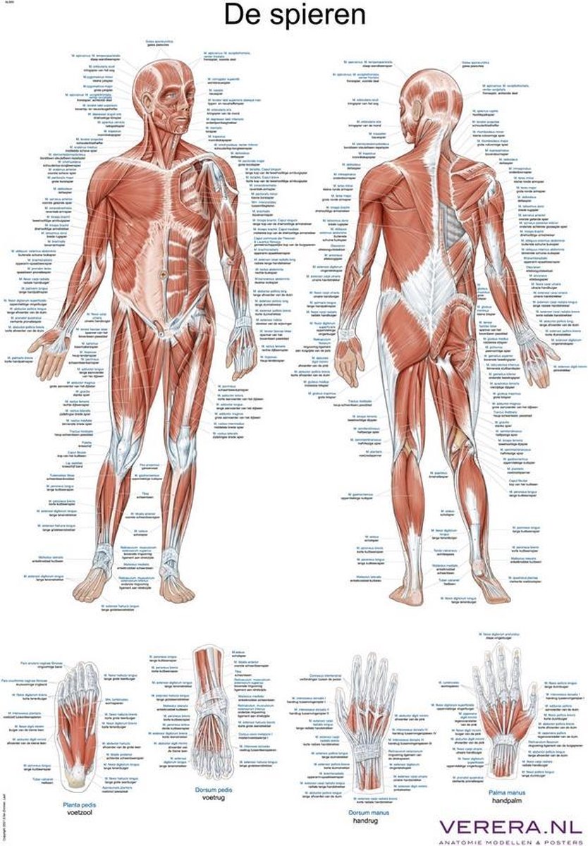 Poster Anatomie Des Muscles Du Visage Humain