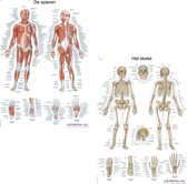 Het menselijk lichaam - anatomie posters spieren en skelet (Nederlands/Latijn, papier, 50x70 cm) + ophangsysteem