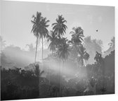 Palmbomen in de jungle - Foto op Plexiglas - 60 x 40 cm