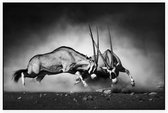Vechtende Gemsbokken - Foto op Akoestisch paneel - 120 x 80 cm