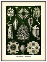 Ascandra - Calcispongiae (Kunstformen der Natur), Ernst Haeckel - Foto op Akoestisch paneel - 120 x 160 cm