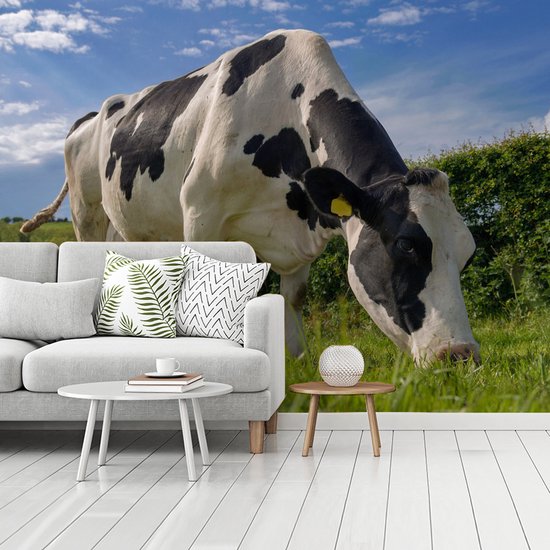 Une vache frisonne broutant par une journée d'été ensoleillée papier peint photo vinyle largeur 375 cm x hauteur 280 cm - Tirage photo sur papier peint (disponible en 7 tailles)