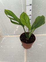 Monstera Pinnatipartita 30cm↑ Potmaat Ø17cm Kamerplant