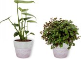Set van 2 Kamerplanten - Monstera Deliciosa & Callisia Turtle - ±  30cm hoog - 12cm diameter - in betonnen lila pot
