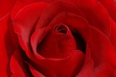 Tuinposter - Bloem - Roos in rood / zwart  - 120 x 180 cm