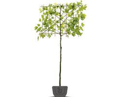 Leiplataan | Platanus hispanica | leiboom | Stamomtrek: 10-12 cm | Stamhoogte: 180 cm | Rek: 150 cm