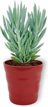 Kamerplant Senecio Curio Mount Everest - ± 25cm hoog – 12 cm diameter - in rode pot